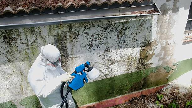 Trusted Attic Mold Removal service in Stoystown, PA - Cheap Mold Removal